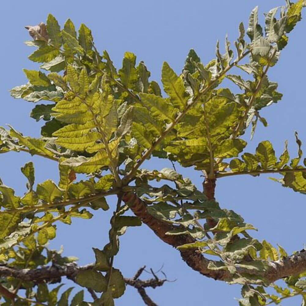 Boswellia Tree