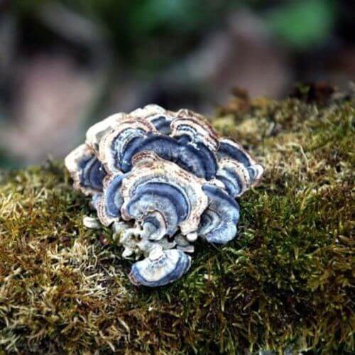 Best Turkey Tail Mushroom Supplement