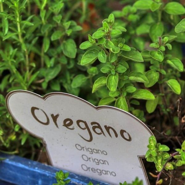 The 5 Best Oil Of Oregano Brands For A Strong Immune System: